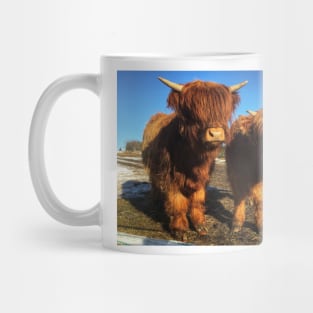 Scottish Highland Cattle Calves 1976 Mug